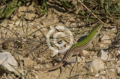 Adriatische Mauereidechse