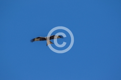 Adulter Rotmilan im Flug