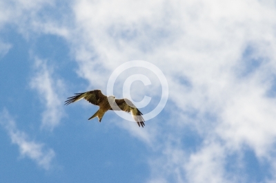 Adulter Rotmilan im Flug