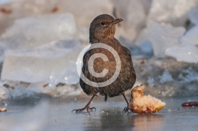 Amsel auf dem Eis