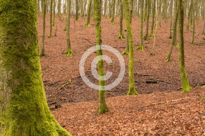 Buchenwald im Herbst