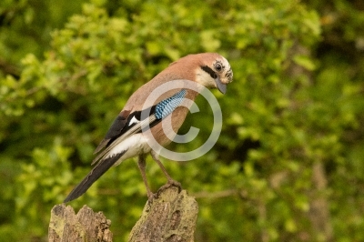Eichelhäher schaut interessiert