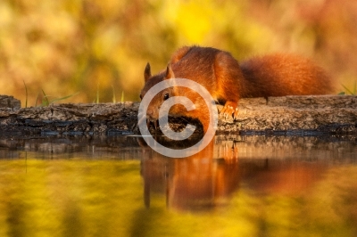 Eichhörnchen (Sciurus vulgaris)