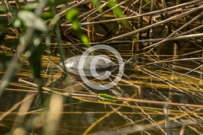 Europäische Sumpfschildkröte