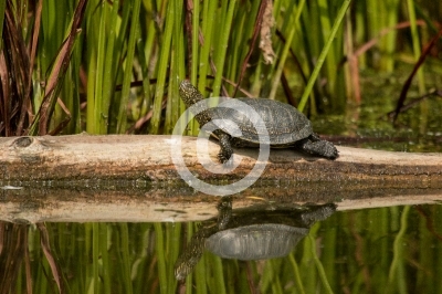 Europäische Sumpfschildkröte sonnt sich