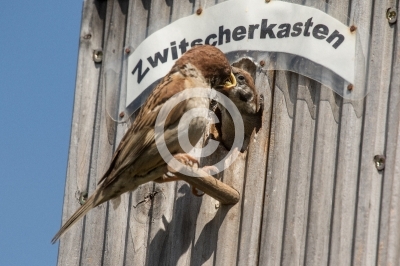 Feldsperling füttert Junges