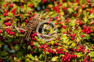 Goldammer in Weißdornbusch
