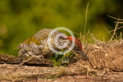 Junger Grünspecht sucht nach Ameisen