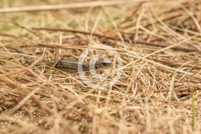 Juvenile Zauneidechse