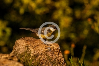Kohlmeise (Parus major)
