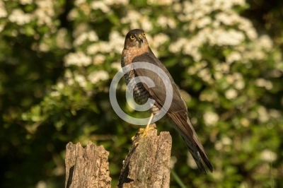 Männlicher Sperber vor Weißdorn