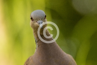 Porträt einer Turteltaube