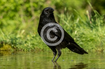 Rabenkrähe im Wasser
