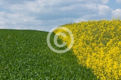 Raps- und Maisfeld
