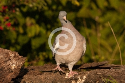 Ringeltaube stolziert