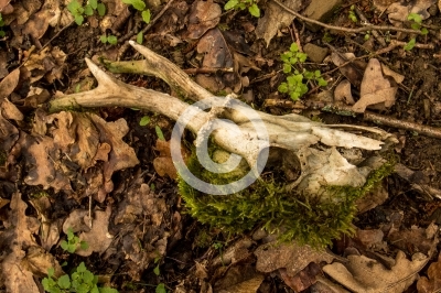 Schädel eines Rehbocks