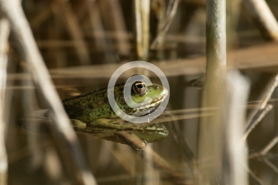 Seefrosch im Schilf