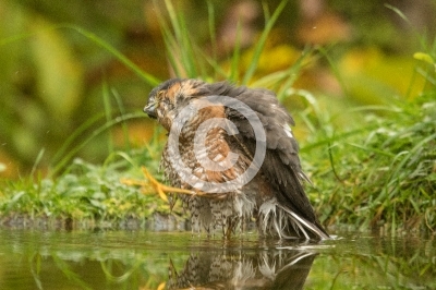 Sperber (Männchen) putzt sich