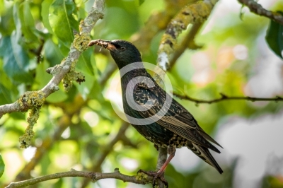 Star mit Futter im Schnabel