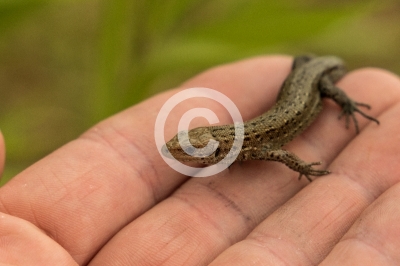 Waldeidechse auf Hand