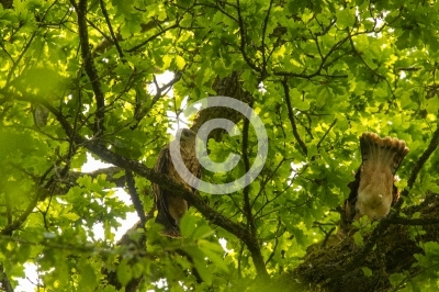 Zwei juvenile Rotmilane (Ästlinge) verstecken sich im Blätterdach